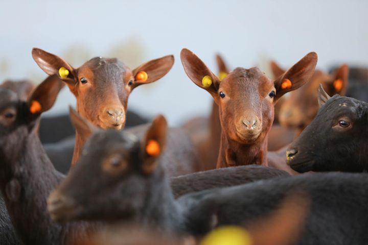 Azərbaycana ilk dəfə gətirilən xarici cins “Murciana” keçilərinin satışına başlanıldı