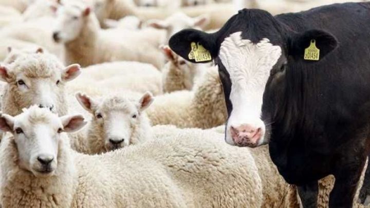 Azərbaycanda inək və qoyunun sayı niyə azalır? – VİDEO