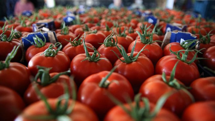 Azərbaycana pomidor ixracından daxil olan valyuta artıb