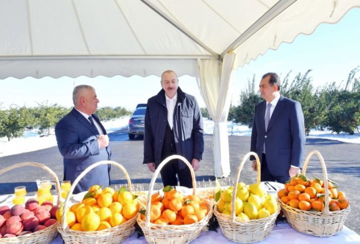 10,7 milyon manata sitrus bağı salınıb -  Rusiyaya da ixrac edilir