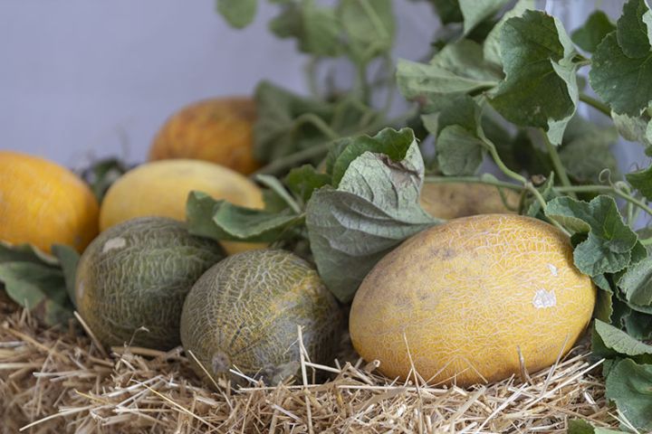 Azərbaycanda 6 qədim yemiş sortunun bərpası həyata keçirilib