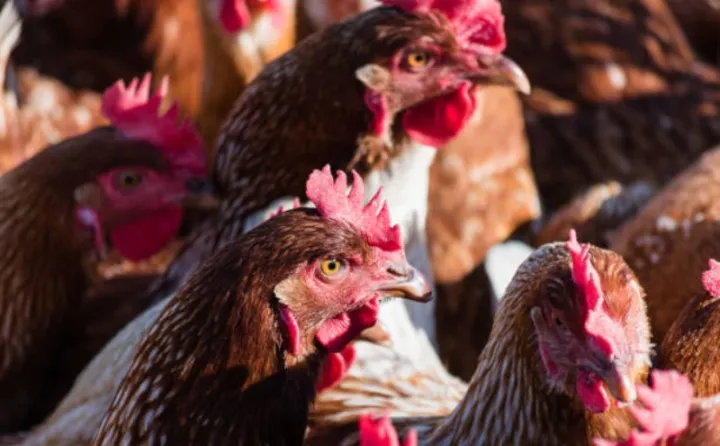 Quşçuluq şirkətinin adı dəyişdirilir, fəaliyyətinin bərpası məqsədilə investisiyalar cəlb edilir