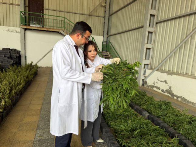 Nektarin tingində virus aşkarlanıb və məhv edilib