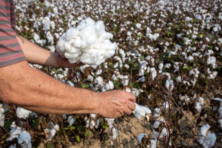Fermerlər pambığın pulunu ala bilmir – Nazirlik mövqeyini açıqladı