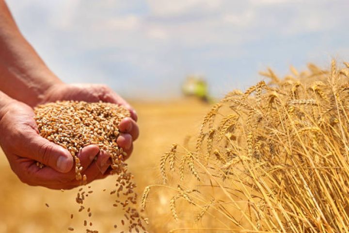 Azərbaycanda buğda üzrə təminat zəifdir: göstərici 55,4%-ə geriləyib