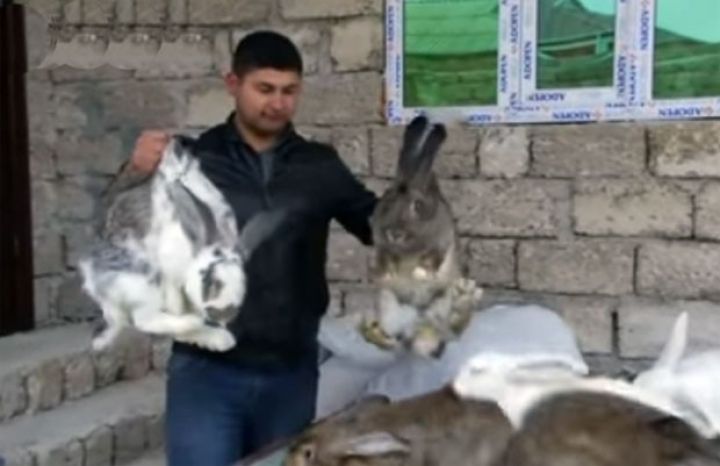 Nəhəng dovşanlar böyüdüb, cütünü 500 manata satır