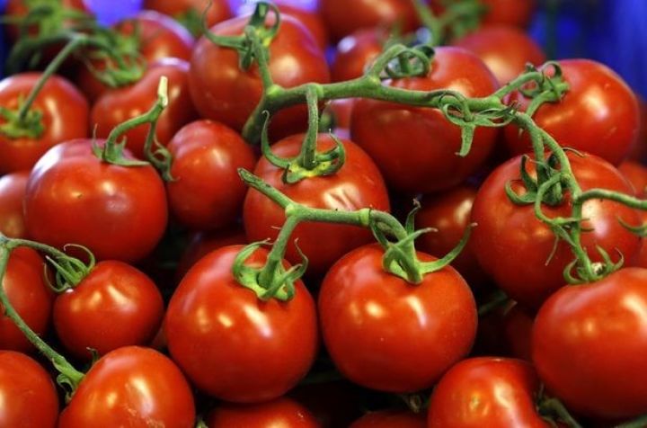 Pomidor Azərbaycana milyonlar gətirir  