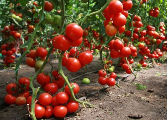 Şəmkir pomidorunun 70 faizi Rusiyaya ixrac olunur