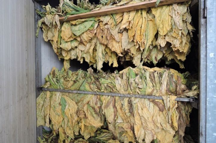 Azərbaycan tütün istehsalını 2 dəfəyə yaxın artıracaq