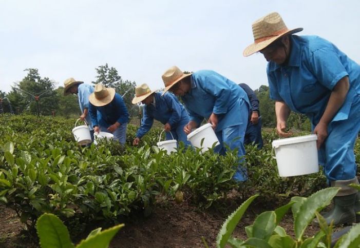 Yaşıl çay yarpağı istehsalı azalıb