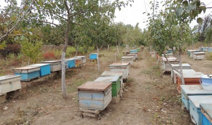 Astara arıları Biləsuvarda arıçılıq təsərrüfatına ciddi ziyan vurub