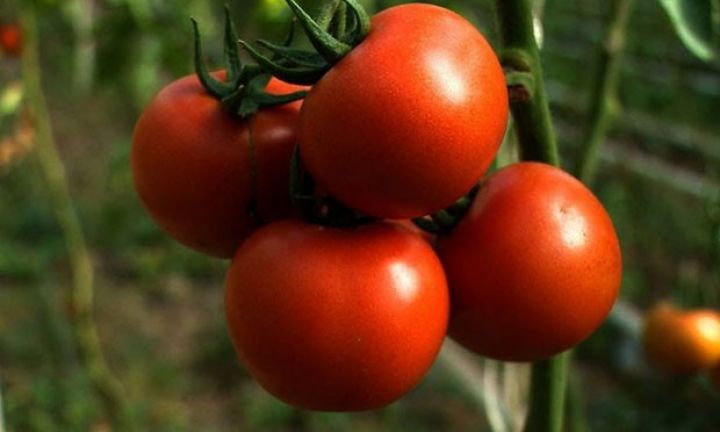 Ən böyük istixanaların yerləşdiyi rayon pomidor və xiyar istehsalı həcmini açıqladı