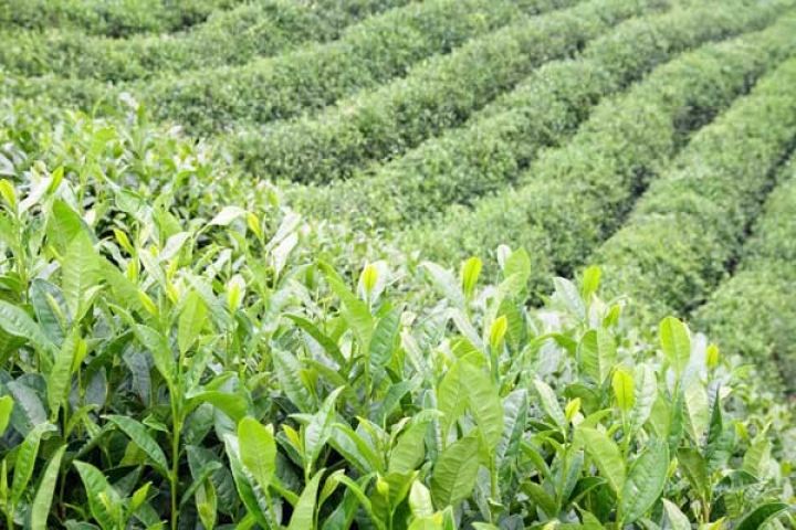 İlham Əliyev: çayçılıq daha da inkişaf etdiriləcək, yeni sahələr salınacaq