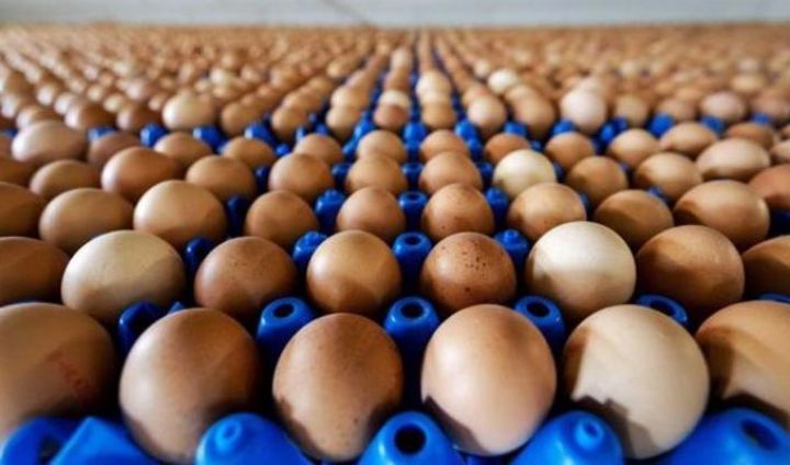 İstehsal gücü 9,6 milyon ədəd yumurta olan quşçuluq müəssisəsi yaradılır