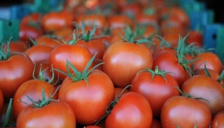 Azərbaycan Rusiyaya pomidor ixracatçılarının Top-3-nə daxil olub