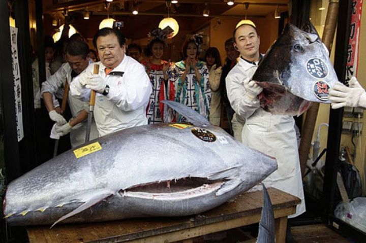 Ən iri tunes balığı hərracda satılıb