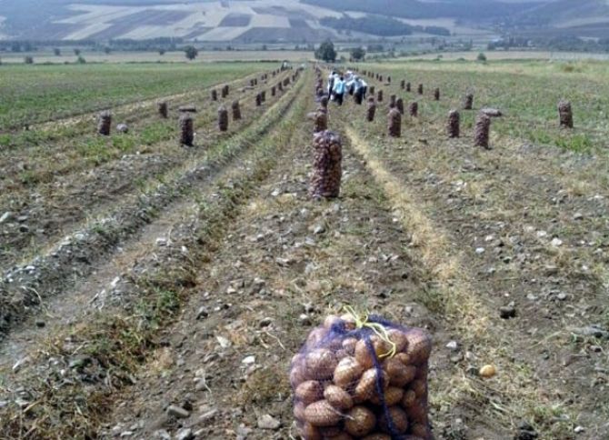 Keçən ilki qədər kartof istehsal edilib, məhsuldarlıq azalıb