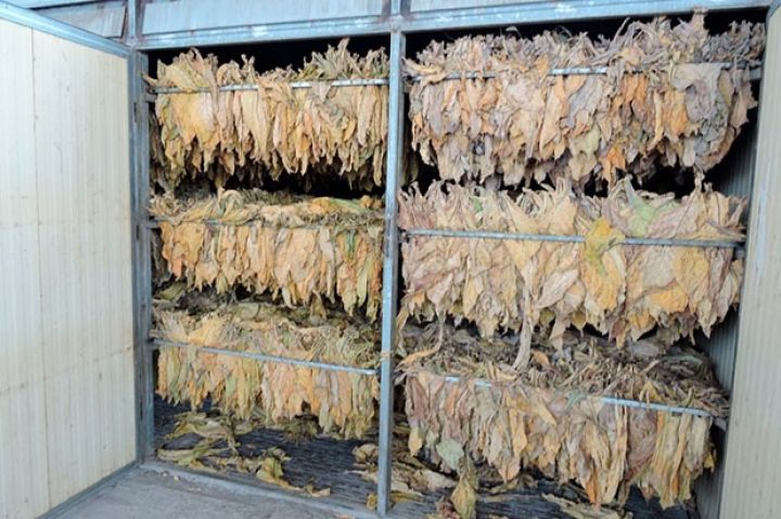Quru tütün istehsalında 90 ton artım qeydə alınıb