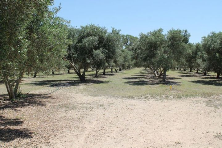 "Grand Aqro” badam bağını 378 hektara çatdırıb