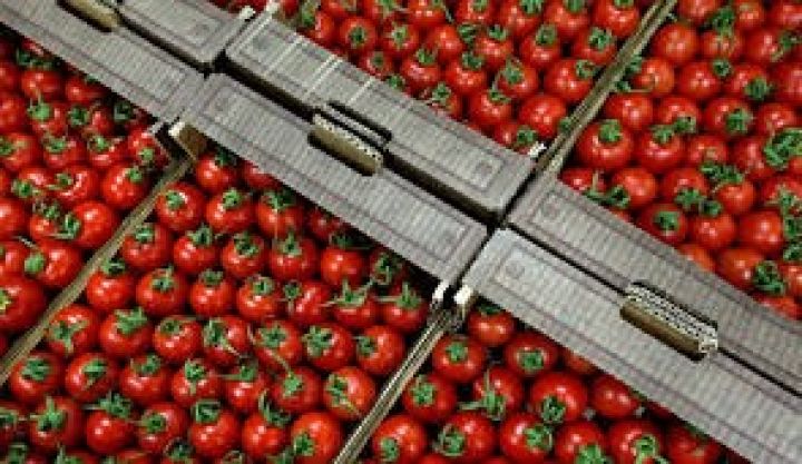 Azərbaycan və Rusiya arasında pomidor ilə bağlı danışıq aparılır