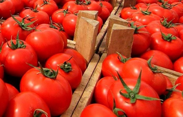 Azərbaycandan göndərilən pomidorlarda Cənubi Amerika güvəsi aşkarlanıb