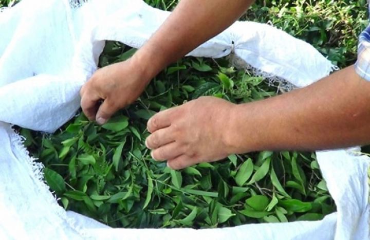 Yanvar-fevral aylarında Azərbaycandan 220 tondan çox çay ixrac olunub