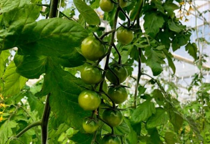 Milli pomidor sortları yetişdirilib - “Bənövşə”, “Şəlalə” və “Şahin”