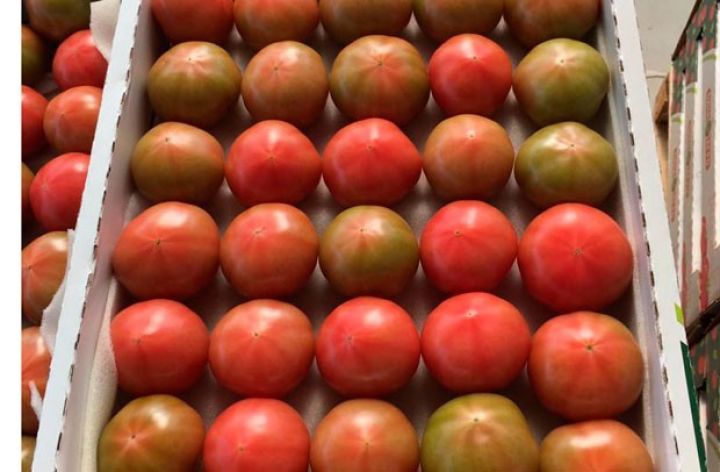 Martda pomidor ixracı azalıb