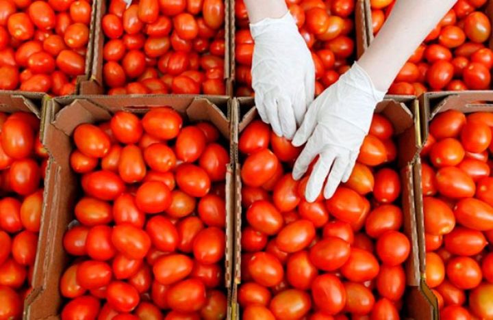 Azərbaycan 1-ci rübdə pomidor ixracını 8% artırıb
