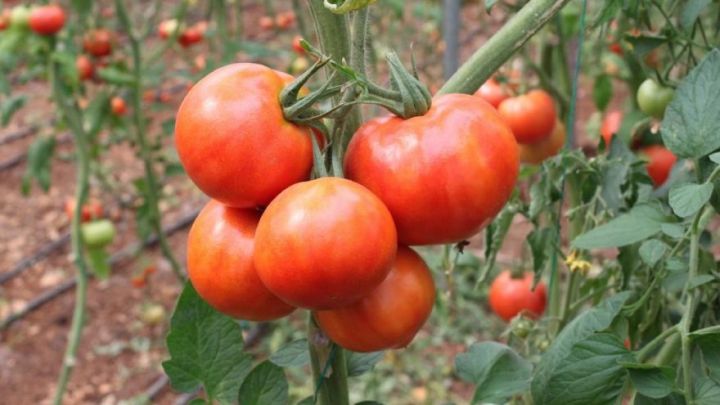 Azərbaycandan pomidor ixracı kəskin artıb
