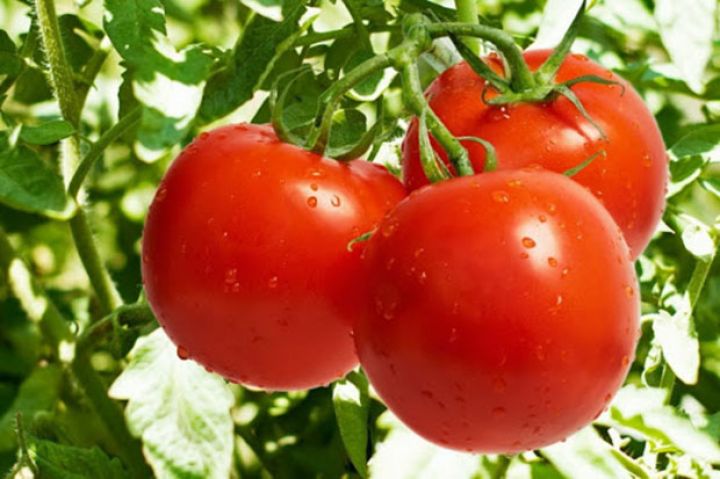 İxrac edilən malların siyahısında pomidor birincidir