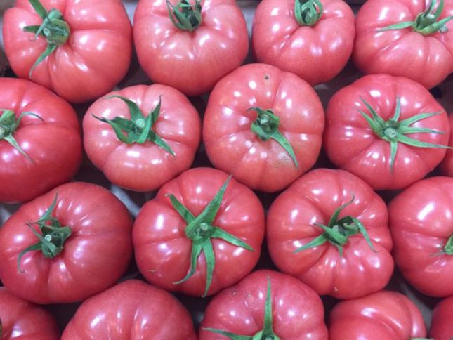 Pomidor ixracından ölkəyə daxil olan valyuta artmaqda davam edir