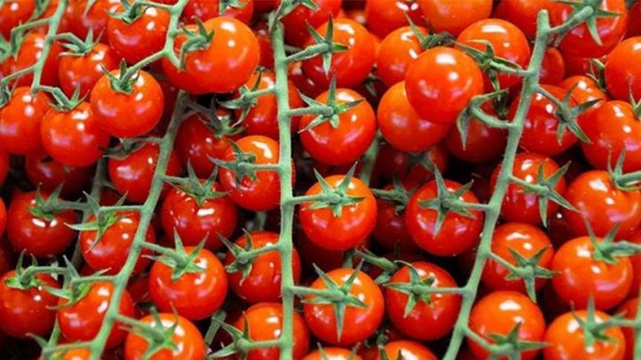Rusiya  Türkiyədən alınan pomidor üçün kvotanı artıra bilər
