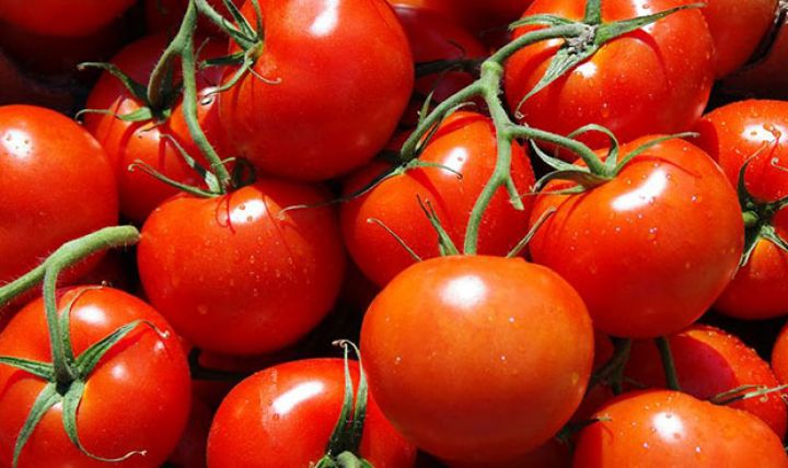 Azərbaycandan pomidor ixracı böyük artımla davam edir