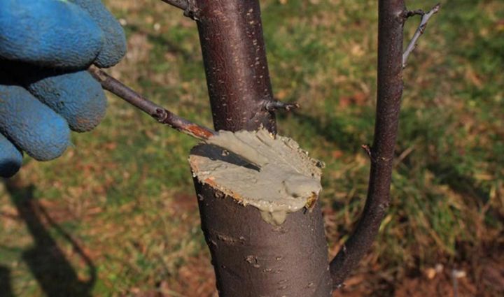 Azərbaycan zavodu tərəfindən ağac budaması zamanı tətbiq olunan effektiv məlhəm hazırlanıb