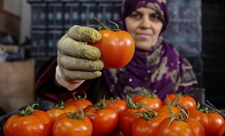 Rusiya Türkiyədən pomidor alışını dayandırıb - TIR-LAR SƏRHƏDDƏ GÖZLƏYİR