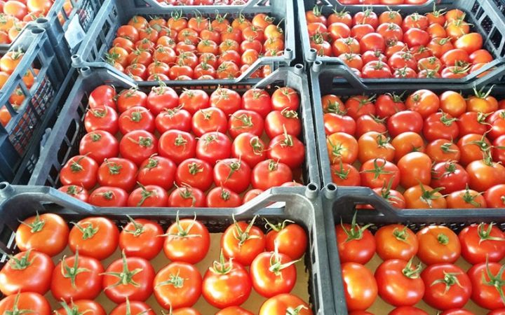 Azərbaycandan Rusiyaya pomidor ixracı bərpa olunur - 1 AYDA 11 MİLYON DOLLARLIQ İXRAC
