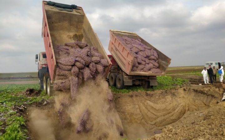 Rusiyadan Azərbaycana gətirilən 67 ton kartofda zərərverici aşkarlanıb - MƏHV EDİLDİ