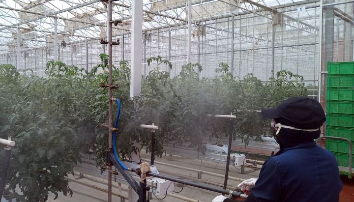 Pomidor məhsulu yetişdirilən istixanalarda fitosanitar monitorinqlər davam etdirilir