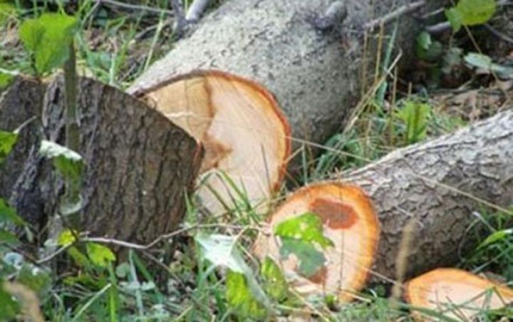 5 rayonda meşələrdə ağac kəsilməsi faktına görə cinayət işləri başlanıb