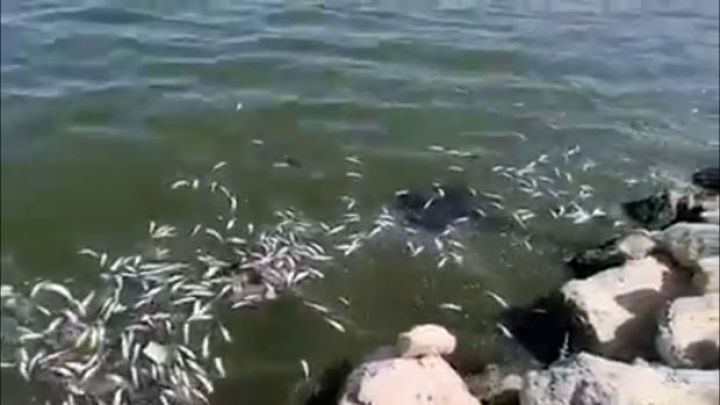 Xəzər dənizində balıqların kütləvi şəkildə tələf olması ilə bağlı AÇIQLAMA