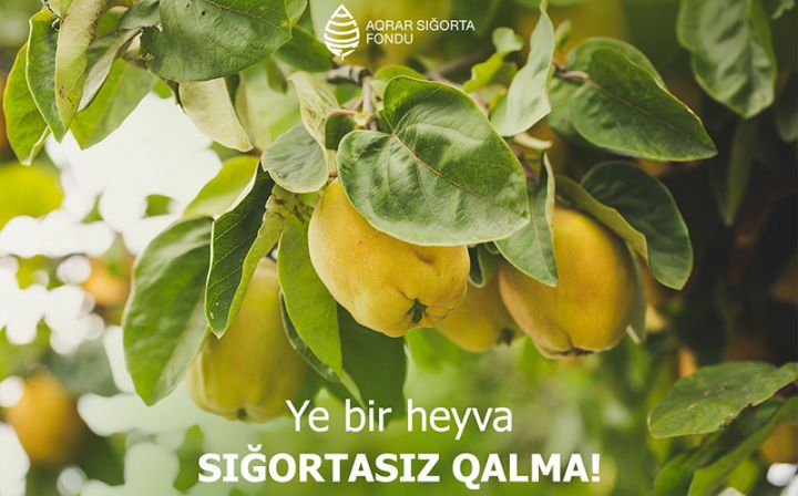 Heyva bağlarının güzəştli sığortası başlayıb - ŞƏRTLƏR, QİYMƏTLƏR, MƏBLƏĞLƏR
