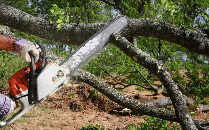 Azərbaycanda qanunsuz ağac kəsmə faktına görə 10 cinayət işi başlanılıb