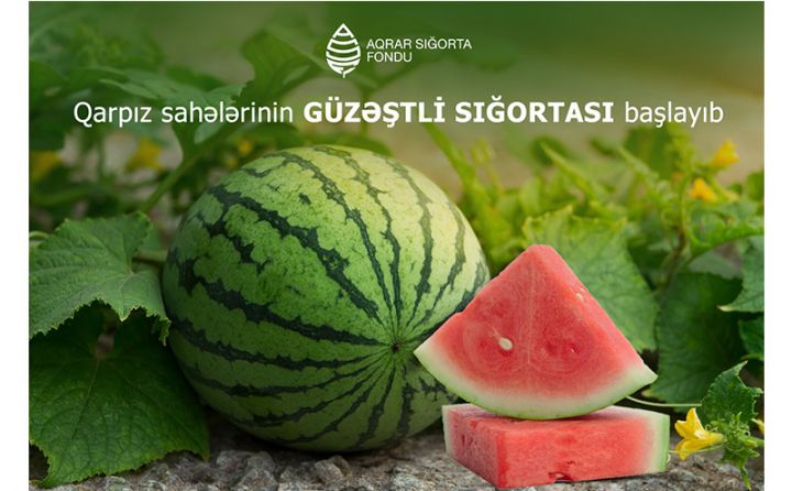 Qarpız sahələrinin güzəştli sığortası başlayıb - ŞƏRTLƏR, QİYMƏTLƏR, MƏBLƏĞLƏR