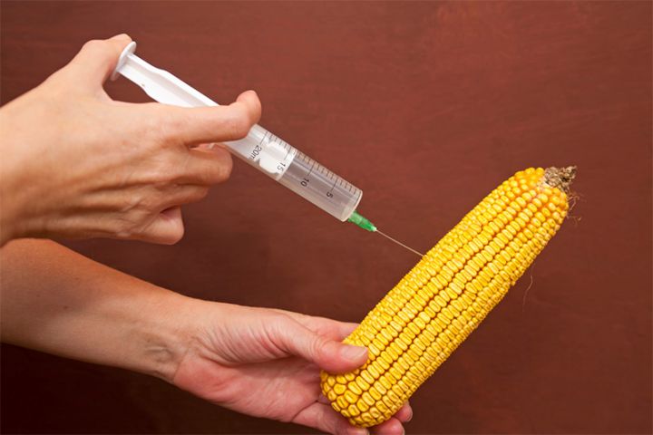 Azərbaycanda GMO yem məhsullarının siyahısı hazırlanacaq