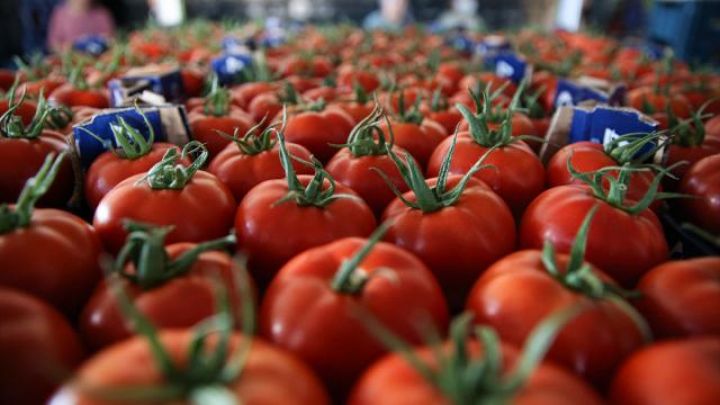 Azərbaycan istixanalarının pomidor ixracından gəlirləri daha da artıb