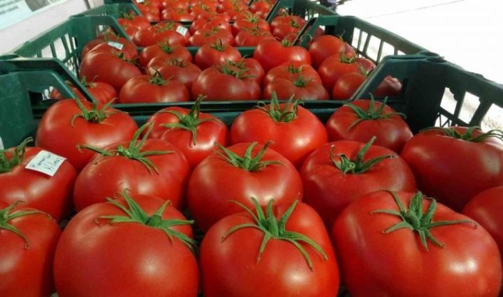 Azərbaycan sahibkarlarının pomidor ixracından gəlirləri azalıb
