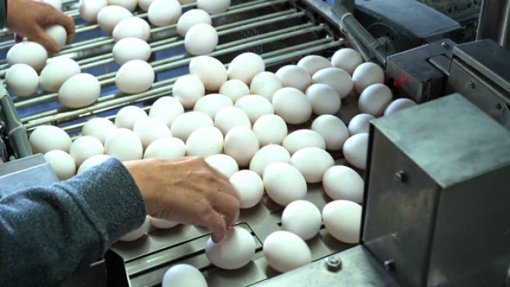 Azərbaycanda yumurta istehsalı 8,4 faiz artıb