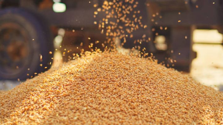 Azərbaycan ötən il 1 ton buğdanı orta hesabla 80 dollar daha ucuz alıb