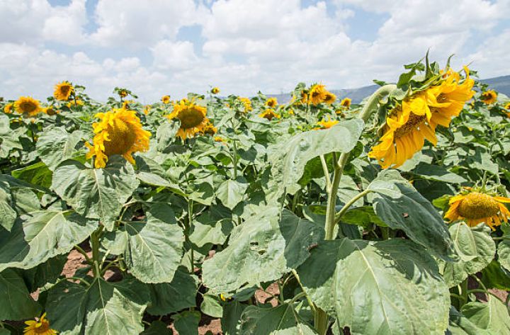 "2030-cu ilə qədər əkin sahələrini 1800 hektara, yığılacaq məhsulun həcmini isə 4000 tona qədər artırmağı planlaşdırırıq"